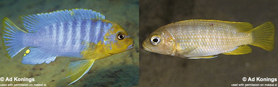 Maylandia hajomaylandi 'Chizumulu Island'; Metriaclima hajomaylandi